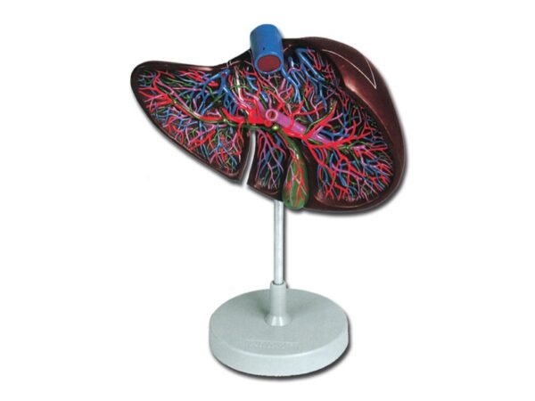 Modello Anatomico Fegato con Cistifellea Sezionato 1,5X - 2 pezzi