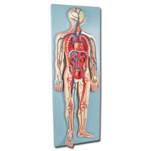 Modello Anatomico Sistema Cardiovascolare con Cuore Polmoni e Organi