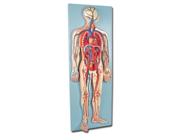Modello Anatomico Sistema Cardiovascolare con Cuore Polmoni e Organi