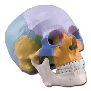 Modello Anatomico Cranio Umano 1:1 - 3 Parti Colorato - Calotta Mobile