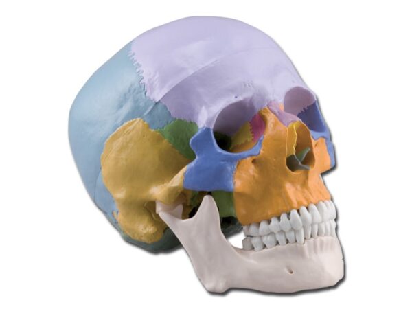 Modello Anatomico Cranio Umano 1:1 - 3 Parti Colorato - Calotta Mobile