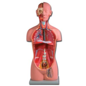 Torso Anatomico Unisex in Scala Reale - 16 parti