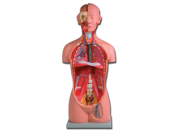 Torso Anatomico Unisex in Scala Reale - 16 parti