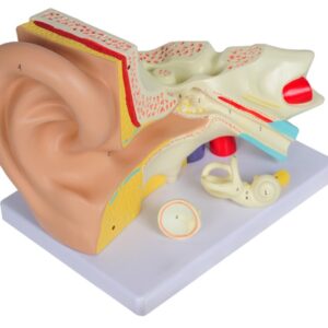 Modello Anatomico Orecchio Linea Value 3 Parti Ingrandimento 3X - 2 pezzi - 1