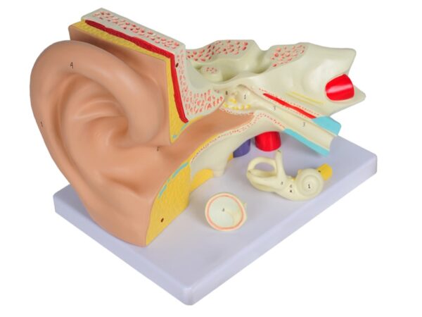 Modello Anatomico Orecchio Linea Value 3 Parti Ingrandimento 3X - 2 pezzi