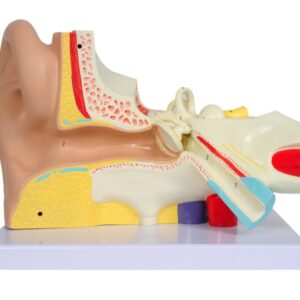 Modello Anatomico Orecchio Linea Value 3 Parti Ingrandimento 3X - 2 pezzi - 2