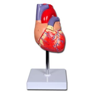 Modello Anatomico Cuore Linea Value 2 Parti Grandezza Naturale 1X - 4 pezzi - 1