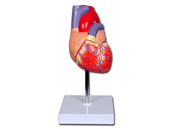 Modello Anatomico Cuore Linea Value 2 Parti Grandezza Naturale 1X - 4 pezzi