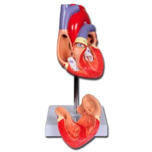 Modello Anatomico Cuore Linea Value 2 Parti Grandezza Naturale 1X - 4 pezzi - 2