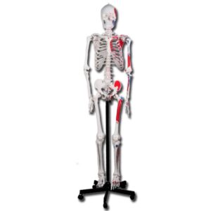 Modello Scheletro Muscolare Value - Grandezza Naturale, Articolazioni Mobili - 1