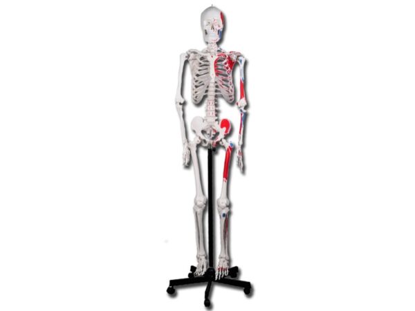 Modello Scheletro Muscolare Value - Grandezza Naturale, Articolazioni Mobili