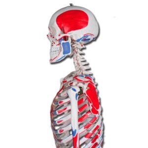 Modello Scheletro Muscolare Value - Grandezza Naturale, Articolazioni Mobili - 2