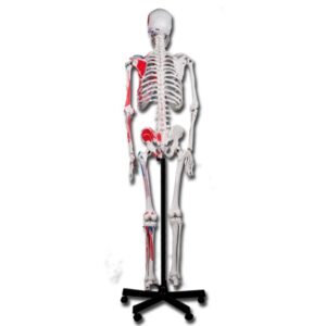 Modello Scheletro Muscolare Value - Grandezza Naturale, Articolazioni Mobili - 3