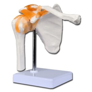 Modello Anatomico Clavicola Articolazione Spalla Linea Value - 5 pezzi - 1