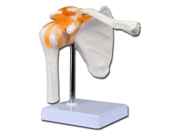 Modello Anatomico Clavicola Articolazione Spalla Linea Value - 5 pezzi