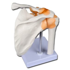 Modello Anatomico Clavicola Articolazione Spalla Linea Value - 5 pezzi - 2