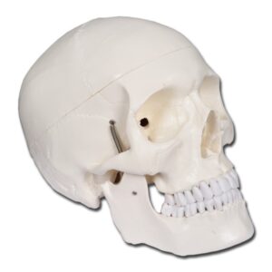 Modello Anatomico Cranio Umano Linea Value Grandezza Naturale 1X 3 Parti - 4 pz