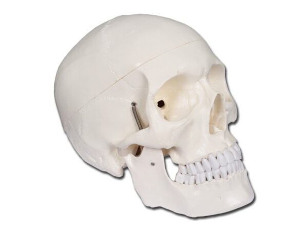 Modello Anatomico Cranio Umano Linea Value Grandezza Naturale 1X 3 Parti - 4 pz