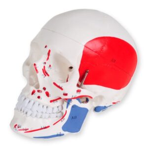 Modello Cranio Umano Linea Value Numerato Grandezza Naturale 3 Parti - 3 pezzi - 1