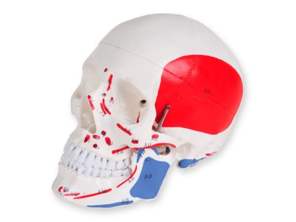 Modello Cranio Umano Linea Value Numerato Grandezza Naturale 3 Parti - 3 pezzi