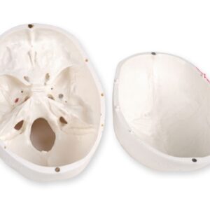Modello Cranio Umano Linea Value Numerato Grandezza Naturale 3 Parti - 3 pezzi - 2