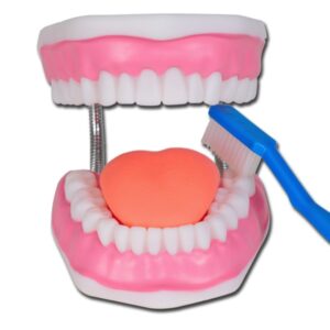 Modello Anatomico per Igiene Dentale Linea Value 3X con Spazzolino - 3 pezzi - 1
