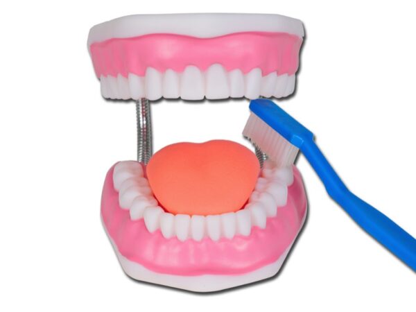 Modello Anatomico per Igiene Dentale Linea Value 3X con Spazzolino - 3 pezzi