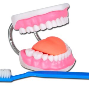 Modello Anatomico per Igiene Dentale Linea Value 3X con Spazzolino - 3 pezzi - 2