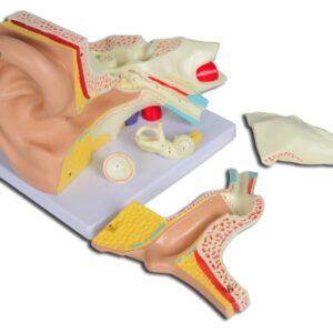 Modello Anatomico Orecchio Linea Value 5 Parti Ingrandimento 3X - 2 pezzi - 2