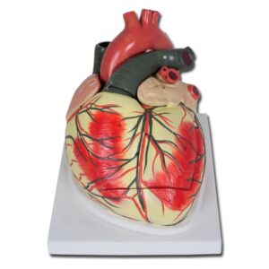 Modello Anatomico Cuore Linea Value 3 Parti Ingrandimento 3X - 1
