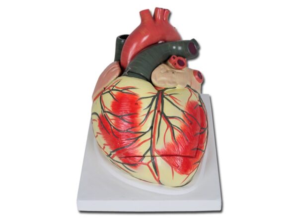 Modello Anatomico Cuore Linea Value 3 Parti Ingrandimento 3X