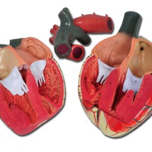 Modello Anatomico Cuore Linea Value 3 Parti Ingrandimento 3X - 2