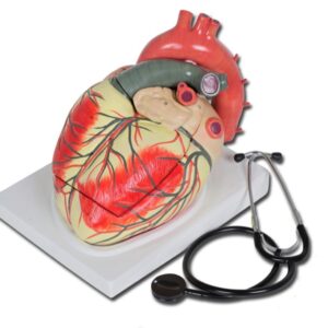 Modello Anatomico Cuore Linea Value 3 Parti Ingrandimento 3X - 3