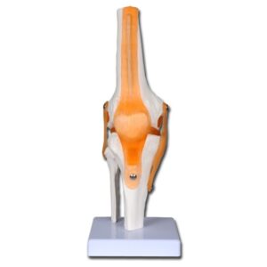 Modello Anatomico Ginocchio Funzionale Linea Value con Legamenti - 4 pz - 1