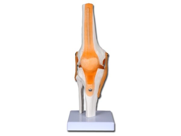 Modello Anatomico Ginocchio Funzionale Linea Value con Legamenti - 4 pz