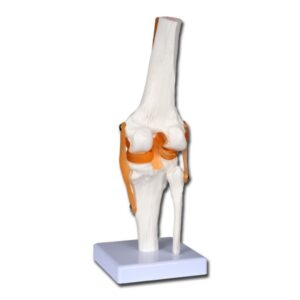 Modello Anatomico Ginocchio Funzionale Linea Value con Legamenti - 4 pz - 2