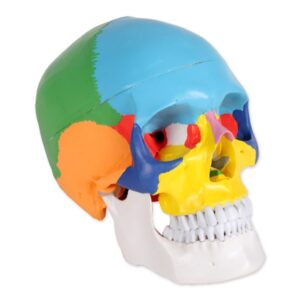 Modello Anatomico Cranio Umano Linea Value 1:1 - 3 Parti Colorato - 3 pz - 1