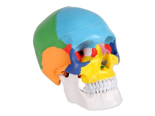 Modello Anatomico Cranio Umano Linea Value 1:1 - 3 Parti Colorato - 3 pz
