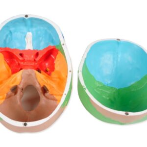 Modello Anatomico Cranio Umano Linea Value 1:1 - 3 Parti Colorato - 3 pz - 2