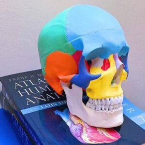 Modello Anatomico Cranio Umano Linea Value 1:1 - 3 Parti Colorato - 3 pz - 3