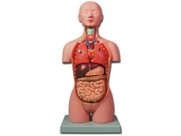 Mini Torso Anatomico Didattico a Mezzo Busto - 16 Parti - in 2 Varianti