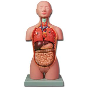 Mini Torso Anatomico Didattico a Mezzo Busto - 16 Parti - in 2 Varianti - 3