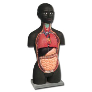 Mini Torso Anatomico Didattico a Mezzo Busto - 16 Parti - in 2 Varianti - 2