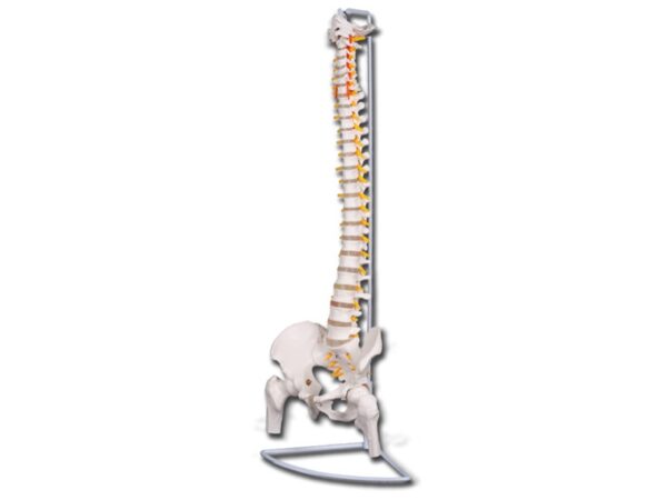 Modello Anatomico Colonna Vertebrale con Femori e Bacino - 2 pezzi