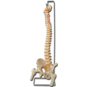 Modello Anatomico Colonna Vertebrale con Femori e Bacino - 2 pezzi - 2