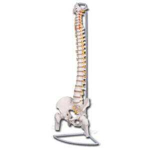 Modello Anatomico Colonna Vertebrale con Femori e Bacino - 2 pezzi - 3